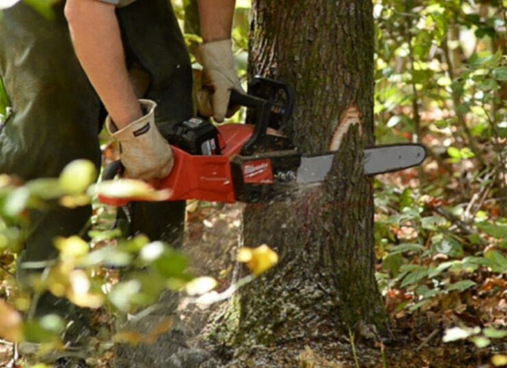 Felling a Tree: 10 Safety Rules You Should Always Follow