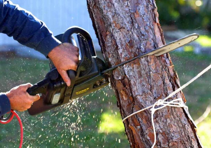 Services - Tree Cutting and Tree Removal - beestrees